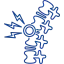 spine